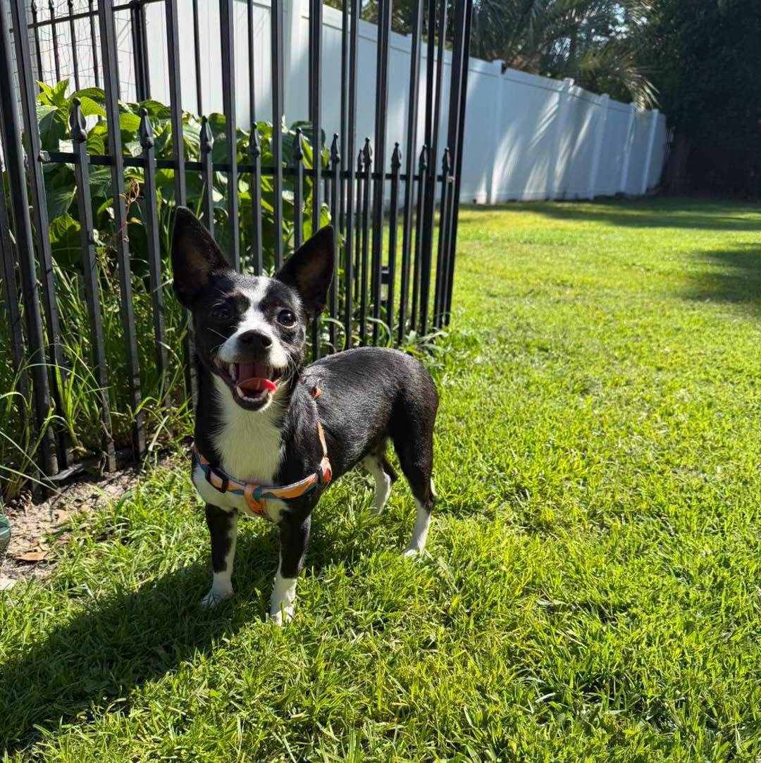 A happy dog standing in a clean sunny yard