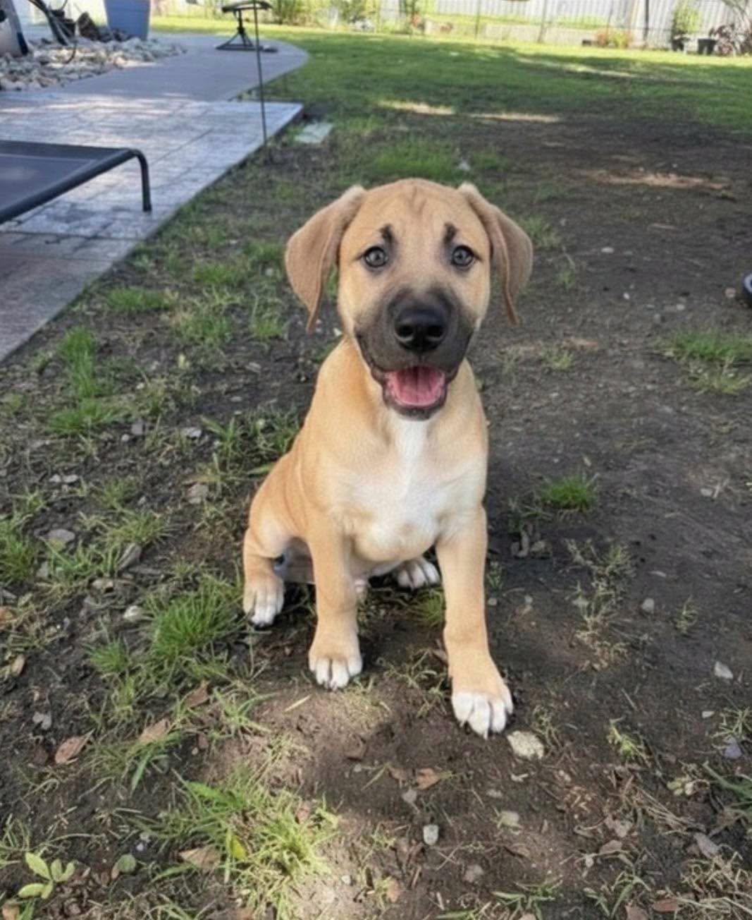 A happy puppy sitting outside in the yard